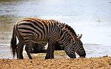 TANZANIA - Serengeti National Park - 063